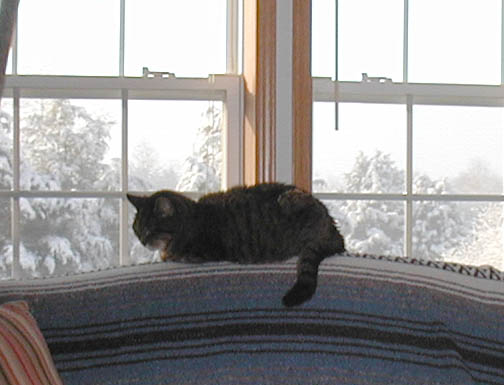 Maybe one of my favorite photos of the old gentle cat. Tinker napping as the sunlight breaks through the clouds at the end of a winter snowstorm.